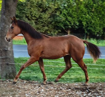 Quarter horse klisnička - 2