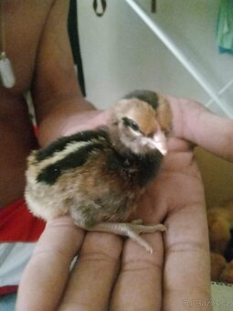 kuřátka Ayam Cemani,Sandchak,Brakelka zlatá - 2