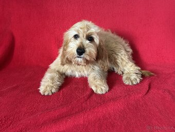 Cockapoo - 2
