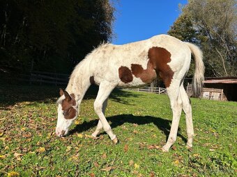 paint horse - 2