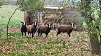 Prodám loňského plemenného berana Zwartbles - 2