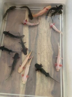 Axolotl 12cm - 2