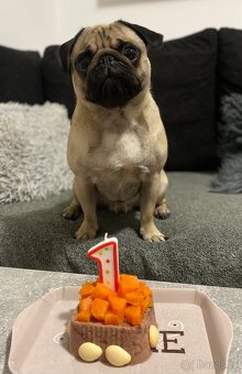 Nabízí se psí gentleman ke krytí – MOPS Teodor hledá lásku ( - 2
