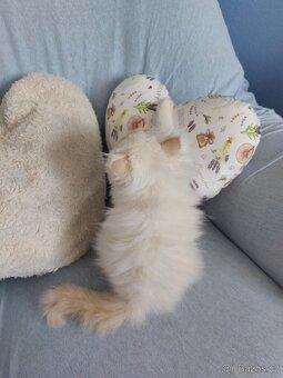 Perský bílo-rezavý kocourek - 2