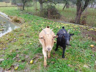 Holandská zakrslá koza - 2