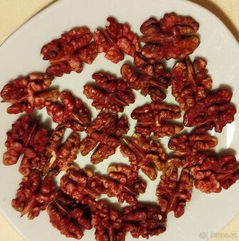 OŘECHY Ořešáku vlašského, odrůda SYCHROV - 2