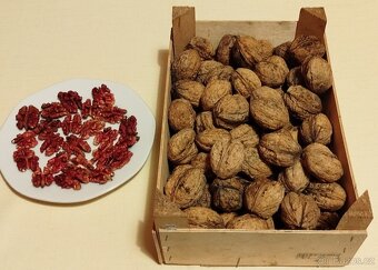 OŘECHY Ořešáku vlašského, odrůda SYCHROV - 2