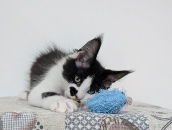 Mainská mývalí - 2