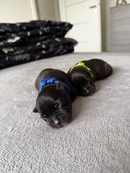 Stafordširský bulteriér - 2