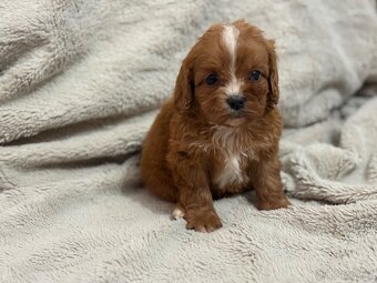 Cavapoo - 2