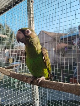 Papoušek konžský gf - 2