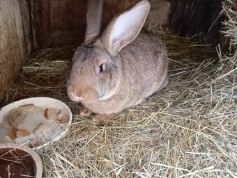 Prodám mladé samice na chov. - 2