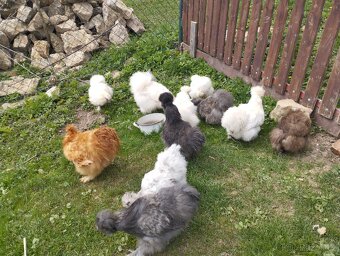 Appenzelsky chocholaci, hedvabnicka, Faverolky, Araucana - 2