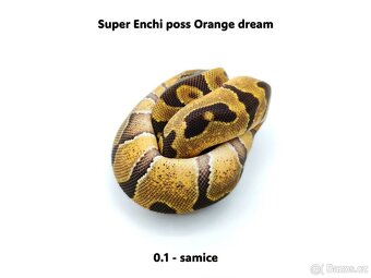 Krajta královská (Python regius) - mláďata - 2