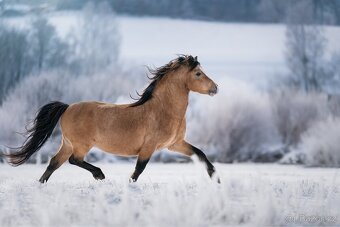 Připouštění Welsh mountain Pony - 2