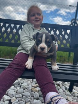 Stěně American Bully - 2
