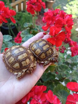 Želva ostruhatá, Geochelone Sulcata, mláďata - 2