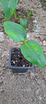 Čierna sapota- Diospyros digyna - 2