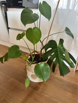 Monstera - 2