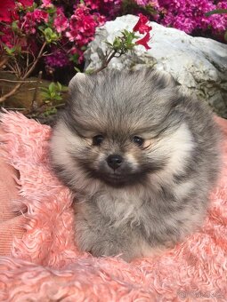 Pomeranian s p.p - 2