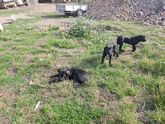 Cane Corso - 2