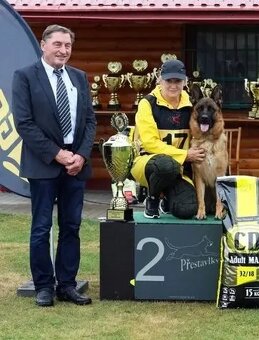 Německý ovčák - štěňata k prodeji s PP - 2