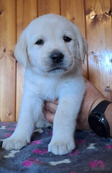 Labradorský retriever s PP- volný pejsek - 2