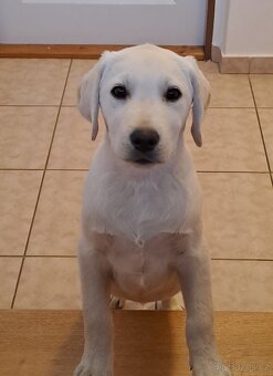 Labradorský retriever s PP- volný pejsek - 2