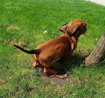 Jezevčík trpasličí fenka - 2