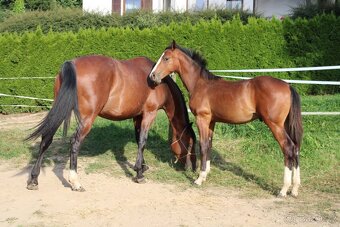 Letošní hřebeček na prodej - 2