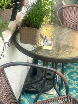 Balkonovy slunecnik, poloslunecnik bezovy - 2