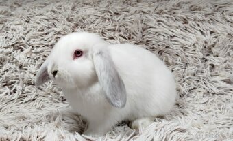 Zakrslý beránek, králíček, králík - MOLLY - 2