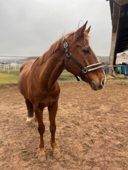 Hodný valasek A1/1 na lehkou rekreaci/spolecnik - 2