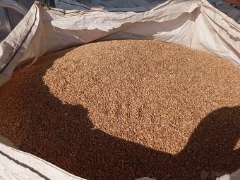 Pšenice, ječmen - 2