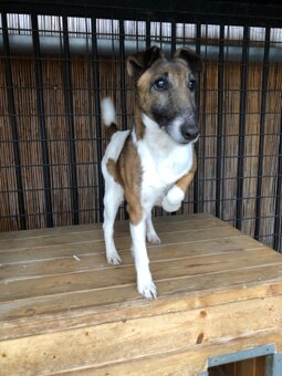 Fox terier hladkosrstý - 2