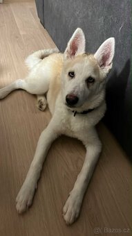 Štěně Husky s PP - 2