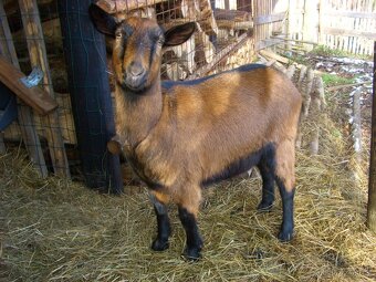 Hnědá krátkosrstá kozička 1,5 roku stará bezrohá - 2