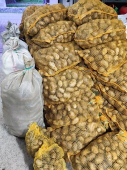 🥔Brambory konzumní - Adéla - 2