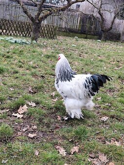 Brahmánka velká - 2