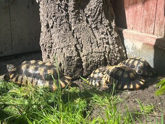 Testudo marginata samci - 2