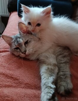 Ragdoll - 2
