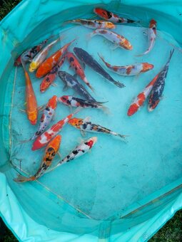 Koi 5-35cm - 2