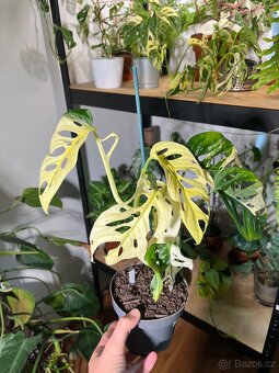 Monstera Adansonii Variegata (tricolour) - 2