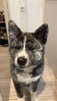 Micutoshi Kuroma ( akita inu s pp) - 2
