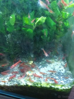 Krevetky Red Cherry - 2