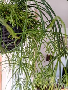 Rhipsalis Cereuscula - 2