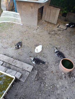 Káčata kachny kachna - 2