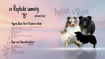 ŠTĚŇÁTKO SHELTIE s PP - 2