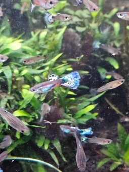 Daruji paví očka - 2