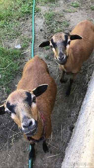 Kamerunské ovce - 2